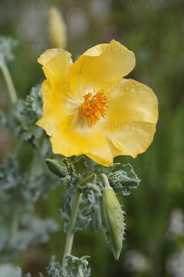 Flowering Yellow Horned Poppy (Glaucium flavum)