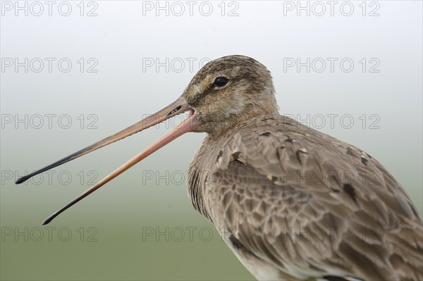 Black-tailed Godwit (Limosa limosa)