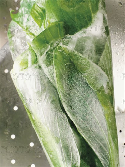 Frosted Pak Choi