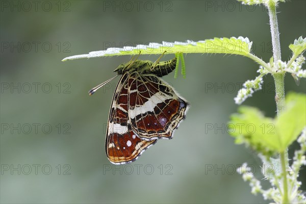 Map butterfly (Araschnia levana) laying eggs on the underside of a nettle leaf