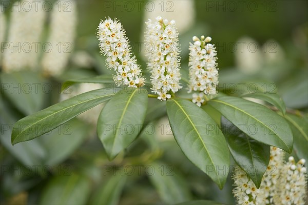 Cherry Laurel or Common Laurel (Prunus laurocerasus