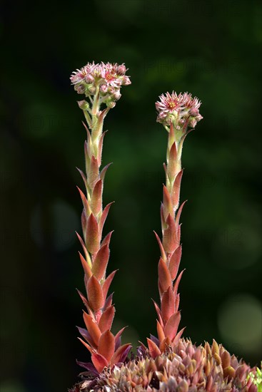 Houseleek (Sempervivum tectorum