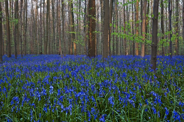 Atlantic Bluebells or Common Bluebells (Hyacinthoides non-scripta)