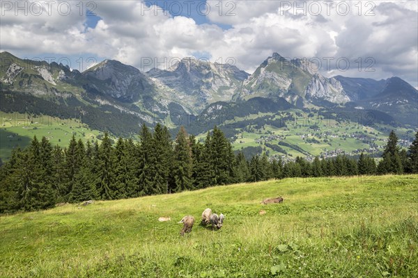 View from Klangweg or Sound Trail on Toggenburg Mountain towards the Alpstein Mountains with Saentis Mountain