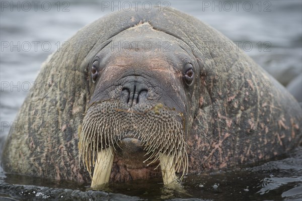 Walrus (Odobenus rosmarus)