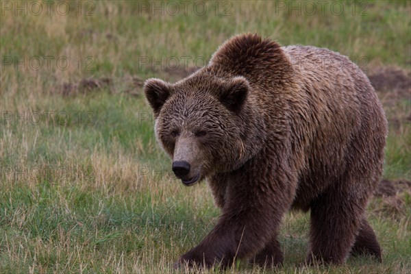 Brown Bear (Ursus arctos) in Skandinavisk Dyrepark or Scandinavian Wildlife Park