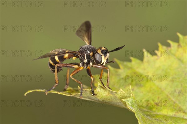 Thick-headed Fly (Conops quadrifasciatus)