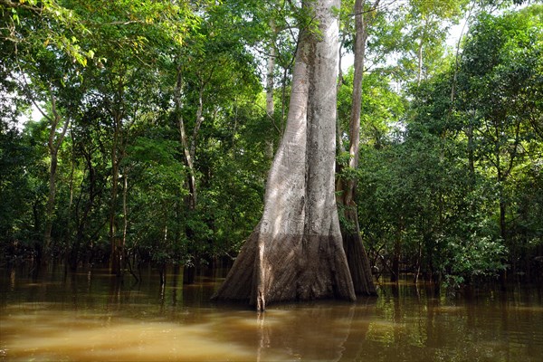 Jungle giant in the flooded forests of Varzea