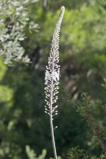 Sea Squill or Medicinal Squill (Urginea maritima)