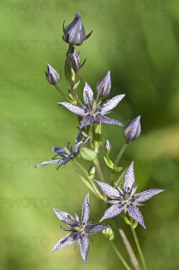 Felwort (Swertia perennis)