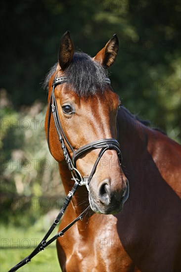 Holsteiner horse