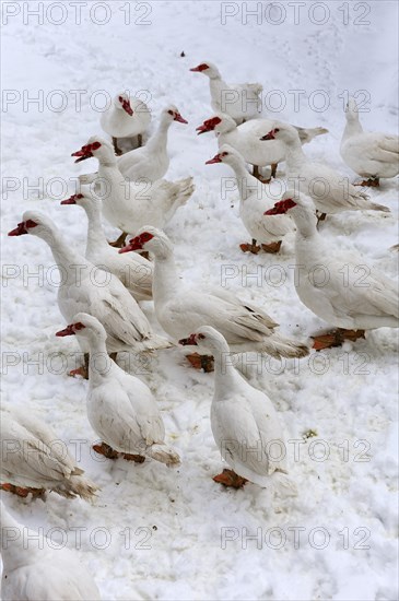 Barbary Ducks