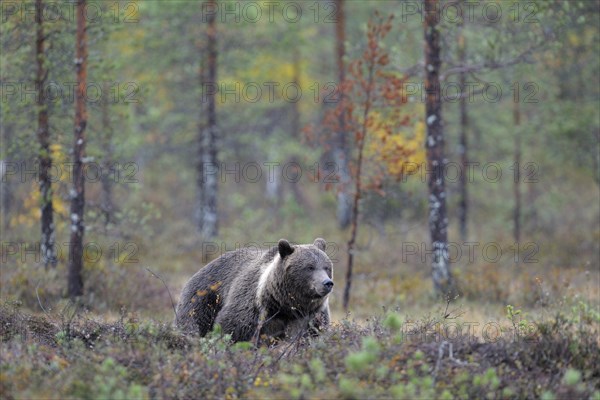 Brown Bear (Ursus arctos) in the autumnally coloured taiga or boreal forest