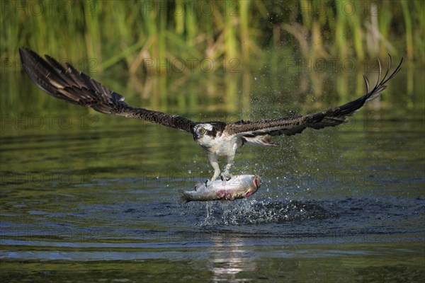 Osprey (Pandion haliaetus) in flight with Rainbow Trout (Oncorhynchus mykiss) as prey