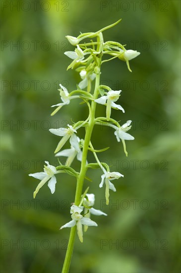 Lesser Butterfly Orchid (Platanthera bifolia)