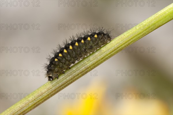 Mountain Burnet or Scotch Burnet (Zygaena exulans)