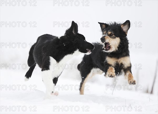 Border Collie puppy