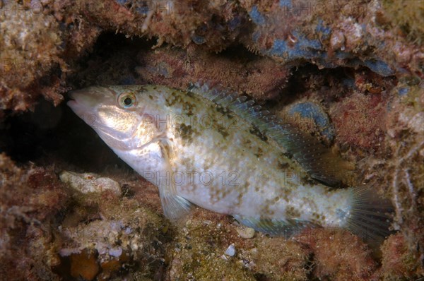 East Atlantic Peacock Wrasse (Symphodus tinca)