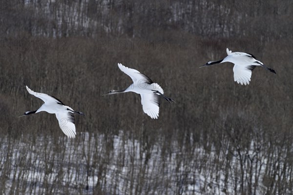 Red-crowned Cranes