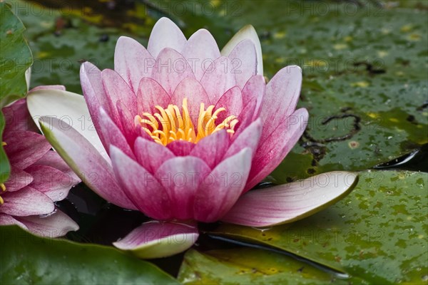 Water lily (Nymphaea sp.)