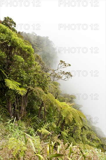 Tree Ferns (Cyatheales) in fog