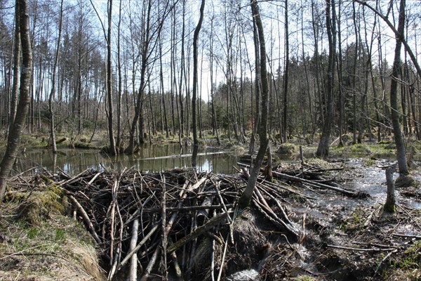 Beaver dam in the floodplain