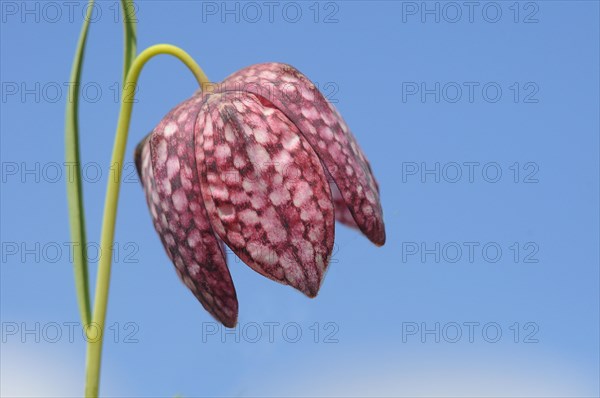 Snake's Head Fritillary (Fritillaria meleagris)