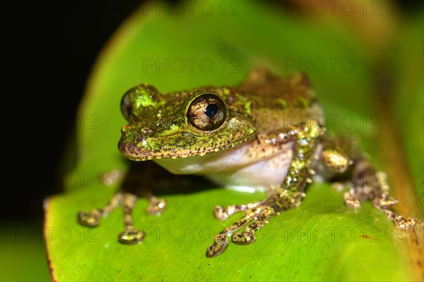 Mossy Yellow Green Frog (Spinomantis aglavei)