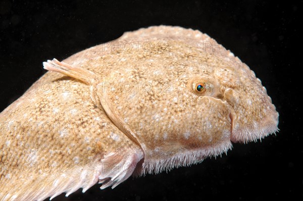 Snouted sole (Solea lascaris nasuta