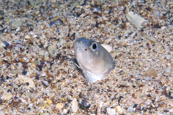 Roche's snake blenny (Ophidion rochei)