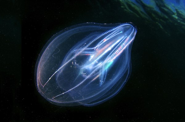 Warty Comb Jelly or Sea Walnut (Mnemiopsis leidyi)