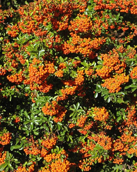 Firethorn or Pyracantha (Pyracantha sp.)