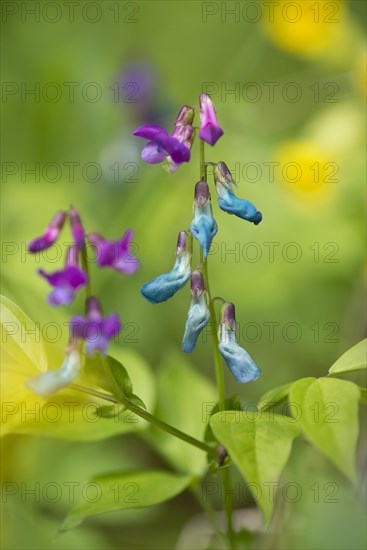 Spring Pea or Spring Vetchling (Lathyrus vernus)