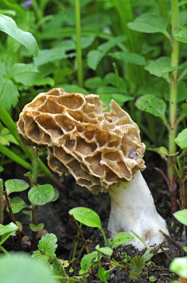 Black Morel (Morchella elata)