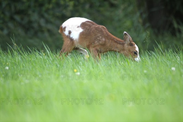 Roe Deer (Capreolus capreolus) fawn with erroneous pigmentation in the coat