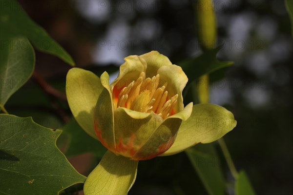 Tulip Tree (Liriodendron tulipifera)