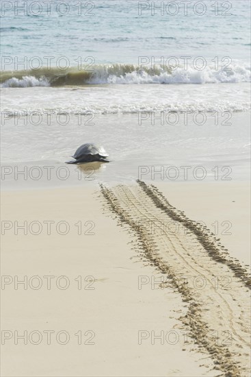 Green Sea Turtle or Pacific Green Turtle (Chelonia mydas japonica) on the way to the sea