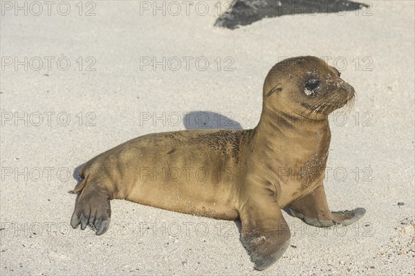 Young Galapagos Sea Lion (Zalophus wollebaeki)