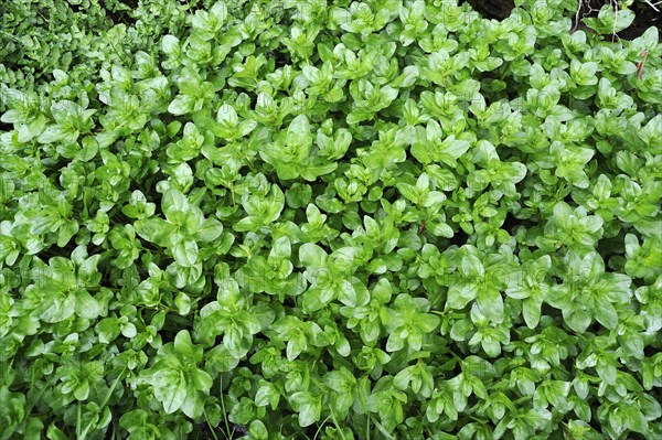 Watercress (Nasturtium officinale)
