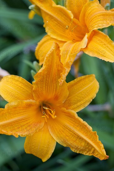 Fire Lilies or Tiger Lilies (Lilium bulbiferum)