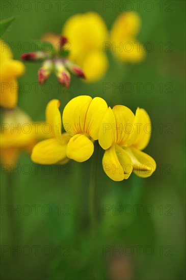 Bird's-foot Trefoil (Lotus corniculatus)