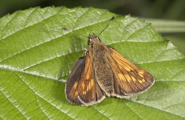 Silver-spotted Skipper (Hesperia comma)