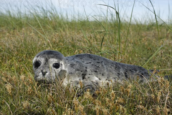 Harbour Seal (Phoca vitulina)