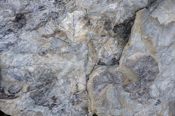 Fossils of deciduous leaves