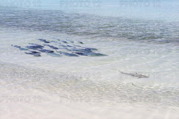 Bluefin Trevally (Caranx melampygus) chasing a Blacktip Reef Shark (Carcharhinus melanopterus)