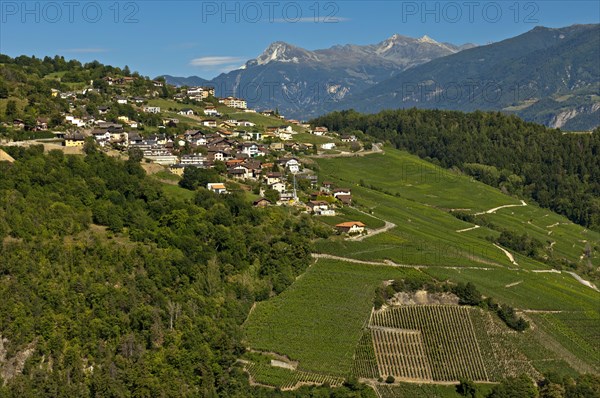 Cultivated landscape with vineyards