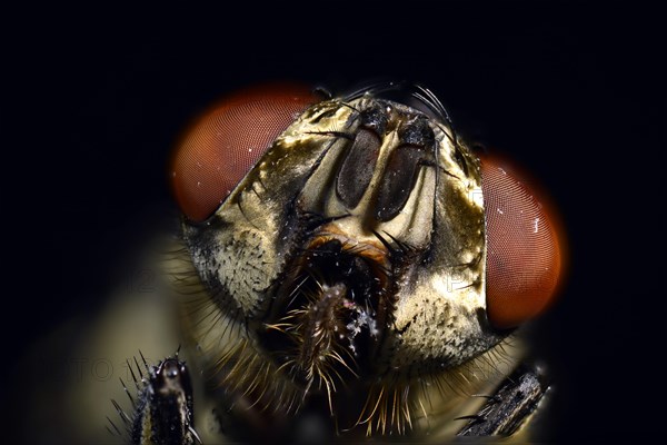 Compound eyes