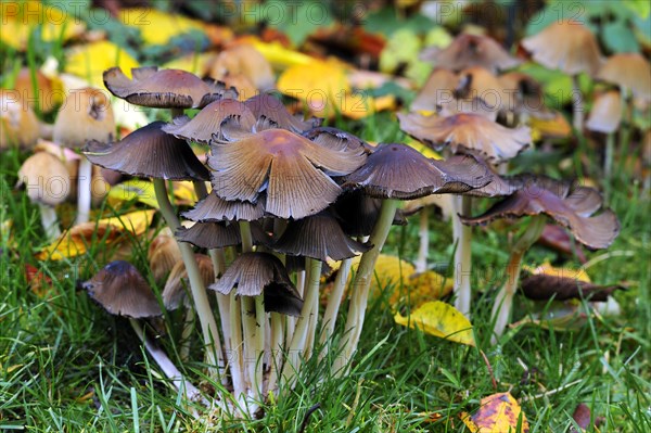 Mica Cap (Coprinus micaceus)