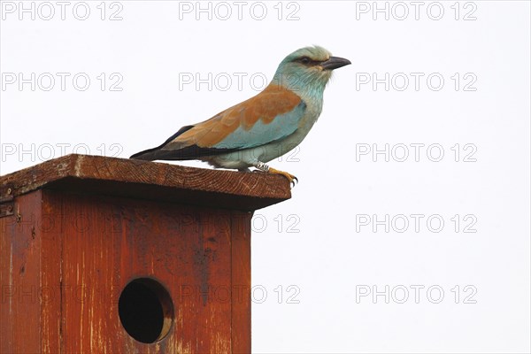 Eurpean Roller (Coracias garrulus) perched on a nesting box