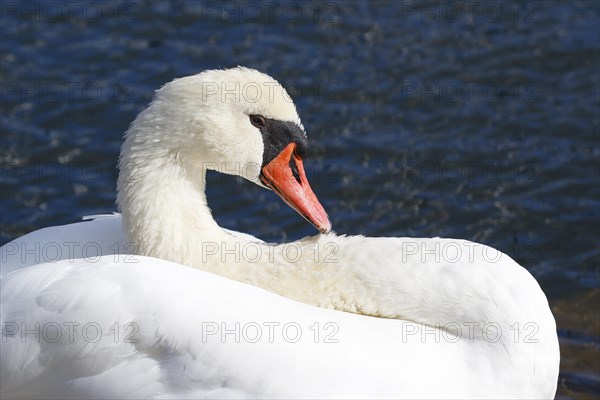 Mute swan (Cygnus olor)